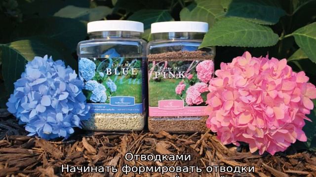 Гортензия садовая: посадка и уход в открытом грунте на Урале