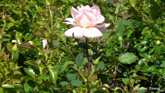 Прекрасные розы у дороги в Санкт-Петербург. смотреть онлайн