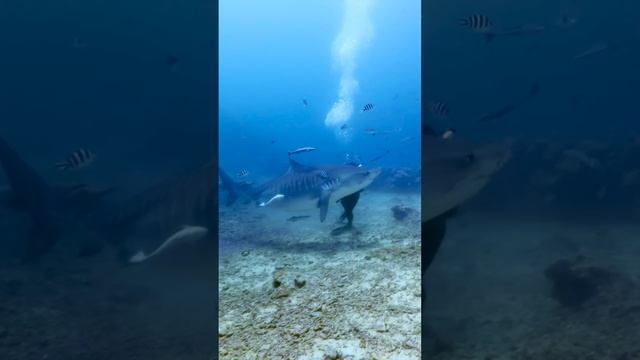 Tiger shark turns on diver