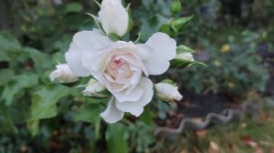 Розовинка у розы Аспирин