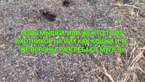 МЫШИ В МУЛЬЧЕ, ШЕЛУХА ПОДСОЛНУХА КАК МУЛЬЧА, ПОЛЬЗА ИЛИ ВРЕД, НАШЕСТВИЕ МЫШЕЙ И КОШКИ.