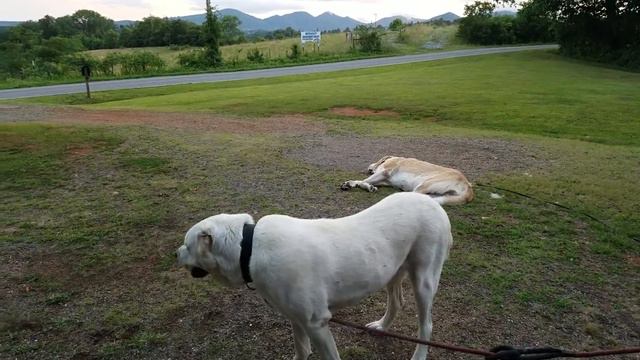 АЛАБАИ В СЕВЕРНОЙ КАРОЛИНЕ смотреть онлайн