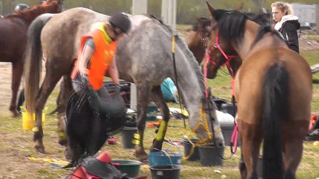 Дистанционные конные пробеги 10 05 2019 г смотреть онлайн