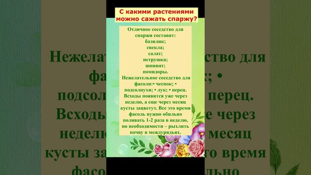 С какими растениями можно сажать спаржевую фасоль