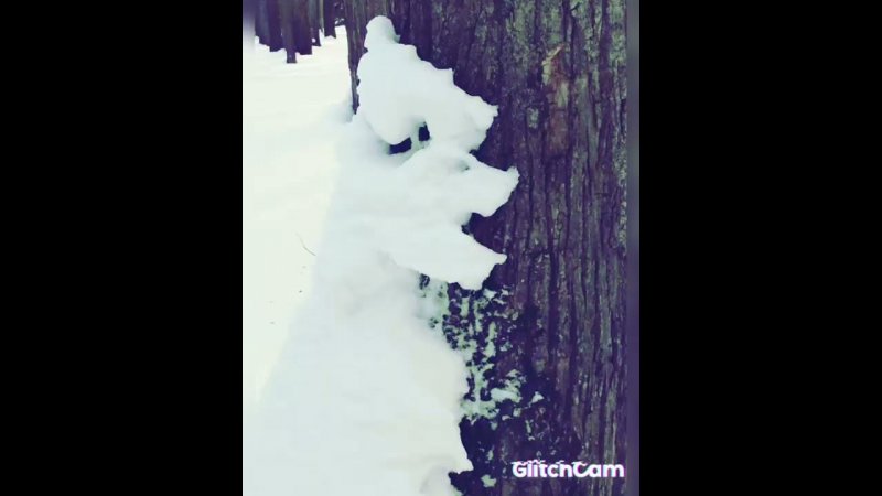 snow ️ ❄️ ❄️ ❄️ trees, снежные причудливые формы на деревьях