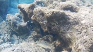 Рыбы красного моря, Барабуля зубатая золотистая, Parupeneus cyclostomus, fish in red sea Egypt