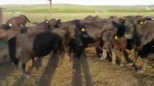 Продаётся " АБЕРДИН АНГУСТ " оптом.farmer