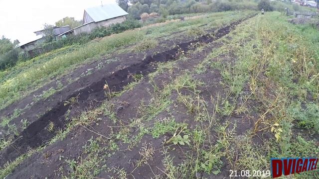 Копаю картошку мотоблоком 100-метровочка, 2й заезд, Нева мб 23 #DvigAtel смотреть онлайн