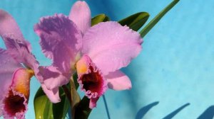 Cattleya percivaliana 'Thiago'   (orchid)