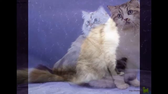 Рагамаффин кошка смотреть онлайн