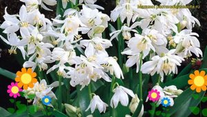 Сцилла siberica Альба. Краткий обзор, описание характеристик, где купить луковицы Alba