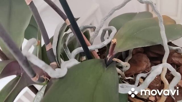 Вы должны это видеть! Такого цветения еще не было! ?Я не могу в одиночестве наслаждаться??