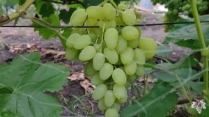 Виноград Зарница. Урожай и особенности гибридной формы