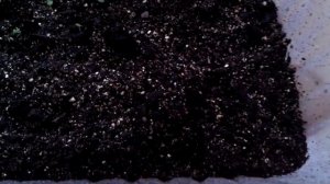Глоксинии из семян.Первая пикировка.