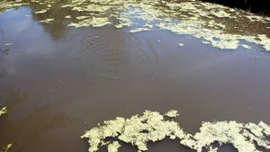 Выращивание карпа в маленьком пруду возле дома эксперимент ч.5 кормление