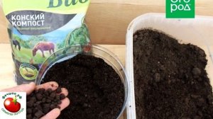 Как вырастить огурцы в больших бутылках пошагов