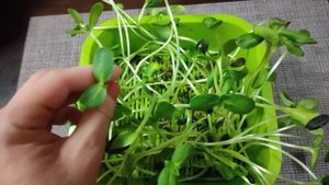 Как дешево выращивать микрозелень