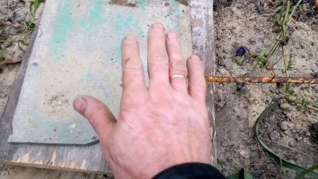 Виноград.Как укрыть молодой виноград.Укрытие винограда на зиму 1 год.Подготовка винограда к зиме.