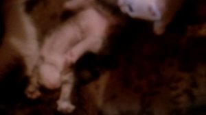 Котята, дети подседенья вышли наружу