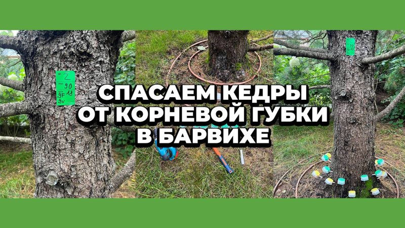 Спасаем кедры в Барвихе от корневой губки