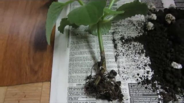 Бегония клубневая из семян (часть 2). А также бегония Клеопатра и плектрантус смотреть онлайн