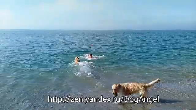 Купалки людей и золотистых ретриверов смотреть онлайн