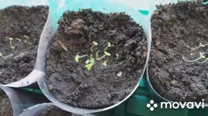 Как посадить Петунию? Петуния без пикировки!