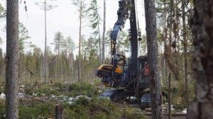 Лесозаготовка в Архангельской области