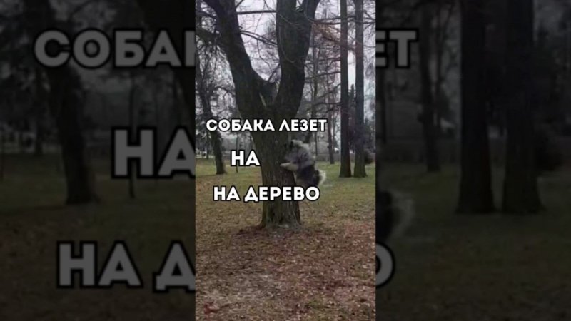 СОБАКА ЛЕЗЕТ НА ДЕРЕВО #животные