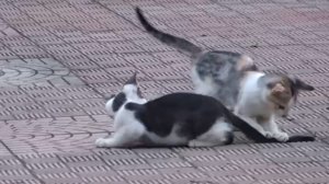 Котята играют с хвостиками друг друга
