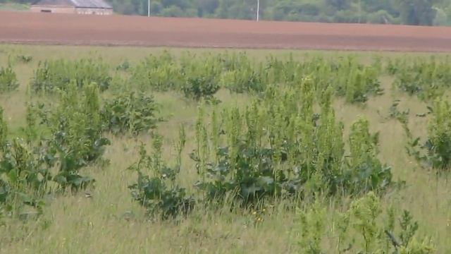 Котловка вечереет птицы ловят насекомых смотреть онлайн