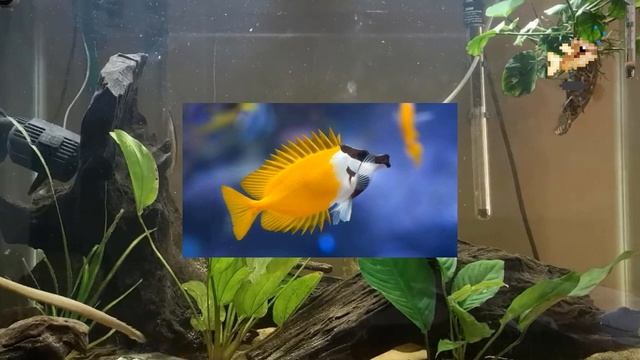 The Official TCT Podcast 6 - How to Fish Keep During Quarantine and Saltwater Aquarium Tales смотреть онлайн