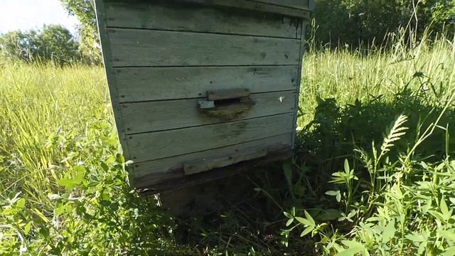 Как поймать пчелиный рой . Мёд .Пчеловодство - с чего начать . смотреть онлайн