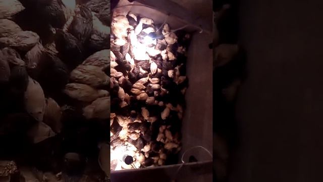 Как я попал с яйцом. смотреть онлайн