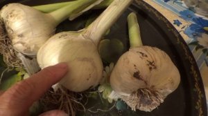 Рокомболь-лук-чеснок.