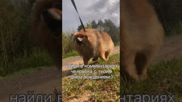 у Лукаса оно 12 декабря💖#шпиц #рекомендации #тикток #ютуб #деньрождения #собака #рек #fyp смотреть онлайн