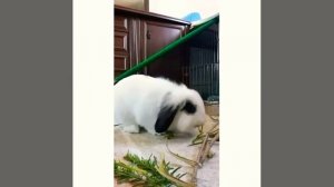 Вислоухие кролики хорошие друзья