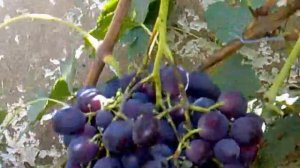 ВИНОГРАД СБОР УРОЖАЯ ЧАСТЬ 1