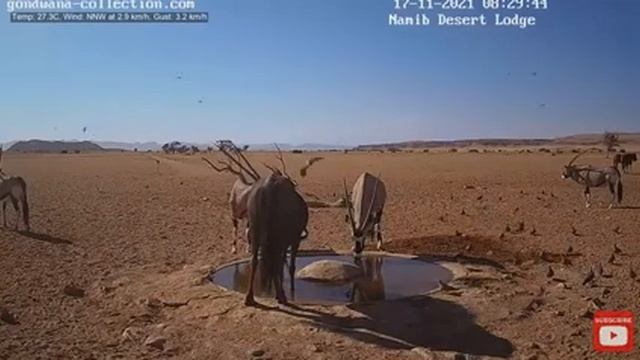 Антилопа Гну во всей своей красе.Пустыня Намиб. смотреть онлайн