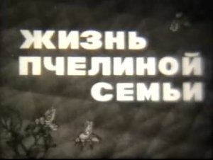 Жизнь пчелиной семьи