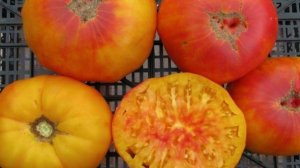 Самые сладкие, сахаристые сорта томатов для теплиц и открытого грунта!