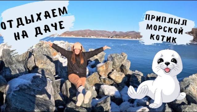 БУХТА НАХОДКИ / ПРИПЛЫЛ МОРСКОЙ КОТИК / ОТДЫХ НА ДАЧЕ У МОРЯ / ОБЗОР КОРЕЙСКОЙ ЖАРОВНИ