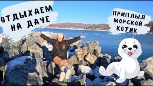 БУХТА НАХОДКИ / ПРИПЛЫЛ МОРСКОЙ КОТИК / ОТДЫХ НА ДАЧЕ У МОРЯ / ОБЗОР КОРЕЙСКОЙ ЖАРОВНИ
