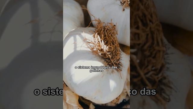 Você sabia que o alho pode ser utilizado na homeopatia? смотреть онлайн