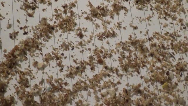 Самый легкий способ проверить наличие клеща Варроа и работу полосок . смотреть онлайн