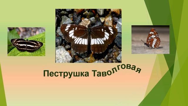 Бабочки Казахстана смотреть онлайн