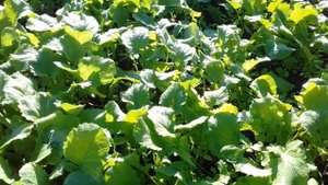 Нужно ли сидераты запахивать на зиму