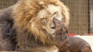 Лев и Собачка. рассказ для детей и взрослых.