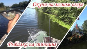 Рыбалка на окуня на лесном озере