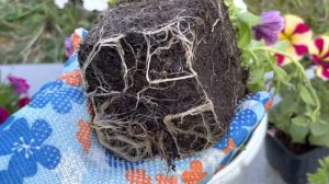 Вспомним еще раз о посадке ампельных калибрахоа, петунии, минитунии